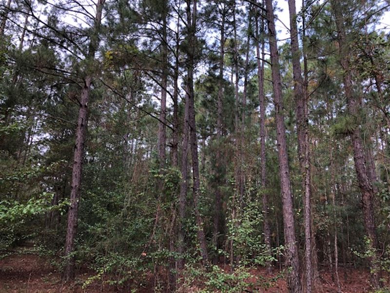 23.5 Acre Land Tract in GA : Cochran : Bleckley County : Georgia