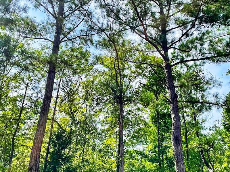 Turkey Creek Legacy Tract : Smiths Station : Lee County : Alabama