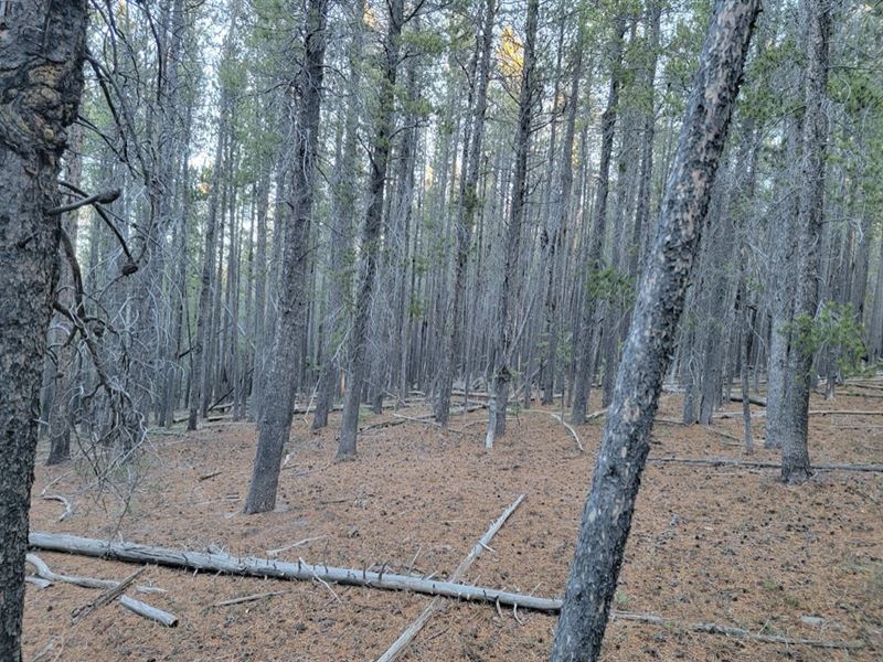 2.82 Wooded Acres in Forbes Park : Fort Garland : Costilla County : Colorado