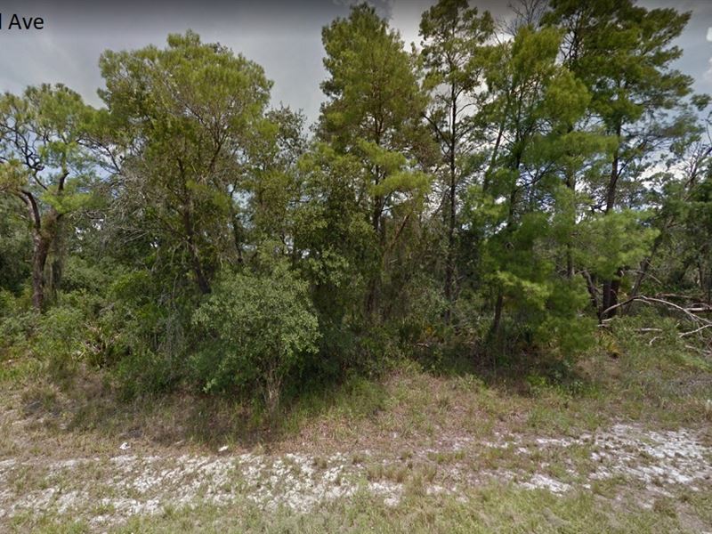 Quarter Acre in Lovely Lake Placid : Lake Placid : Highlands County : Florida