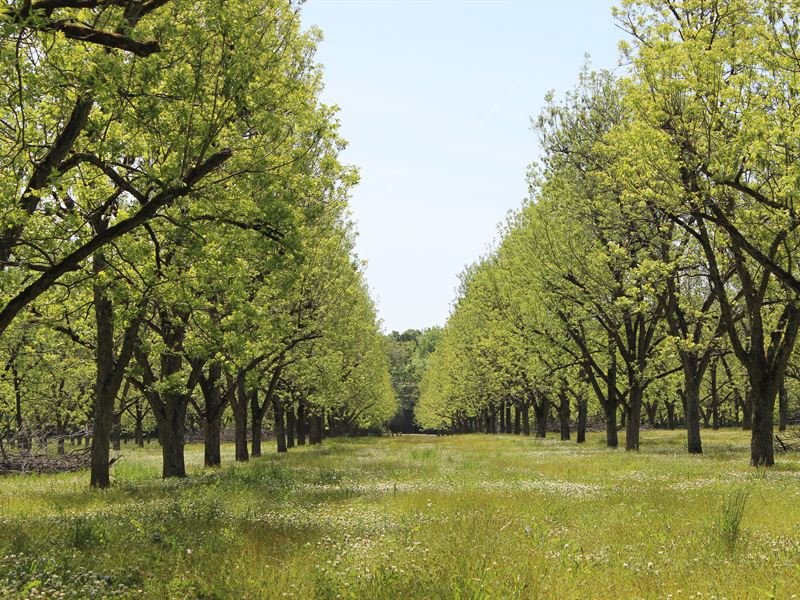 Highly Productive Pecan Farm : Hurtsboro : Russell County : Alabama