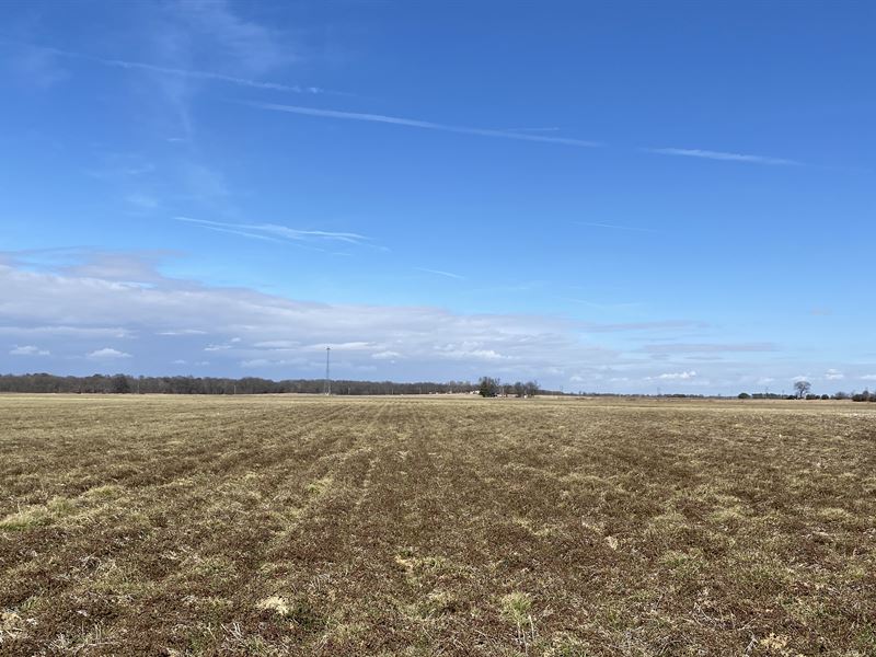 East Arkansas Cropland : Marianna : Lee County : Arkansas