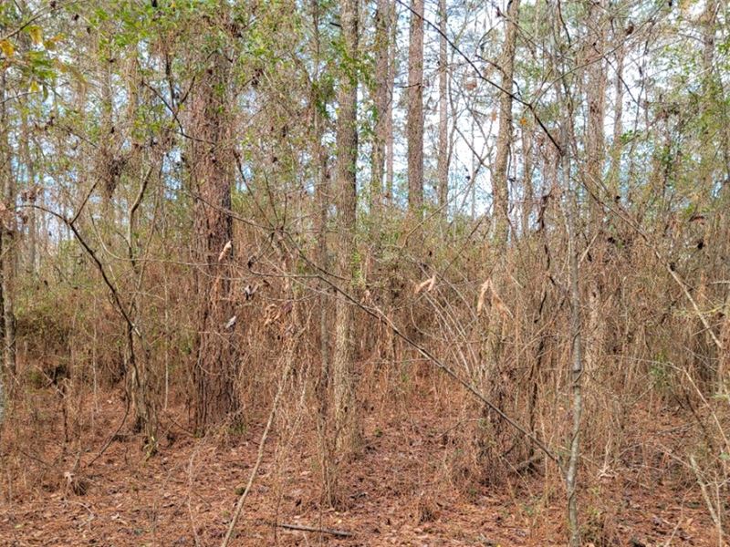 2.9 Acre Lot in Pike County in Summ : Summit : Pike County : Mississippi