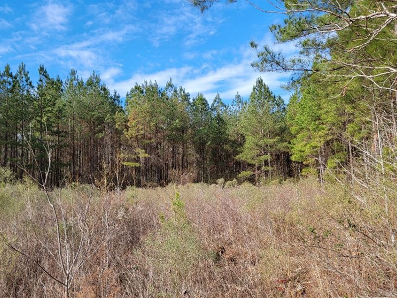 2.8 Acre Lot in Pike County in Summ : Summit : Pike County : Mississippi