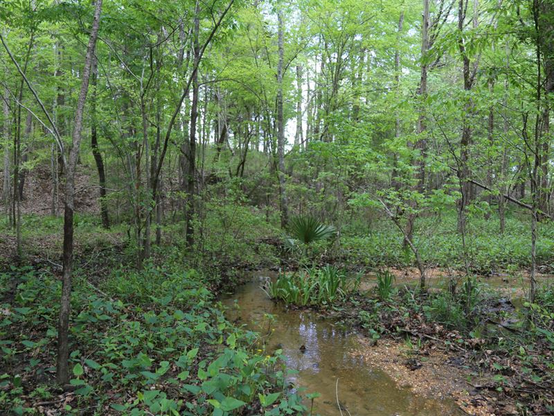 Beautiful River Lot & Small Creek : Camden : Wilcox County : Alabama