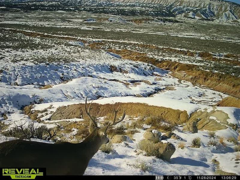 Bald Mountain Basin 320 : Maybell : Moffat County : Colorado