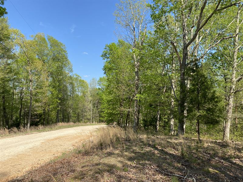 Land for Sale with No Restrictions : Clifton : Wayne County : Tennessee