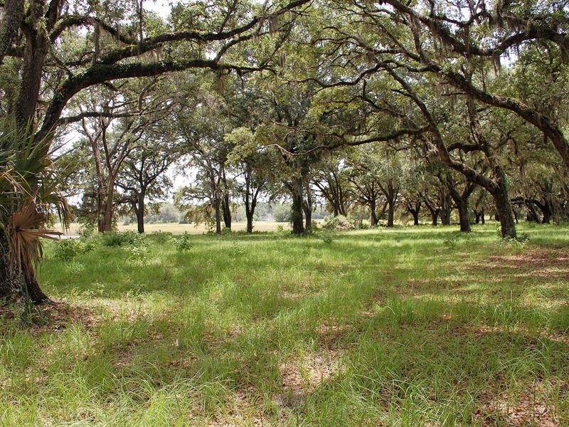 Rare Find, 270 Rolling Acres : Melrose : Alachua County : Florida