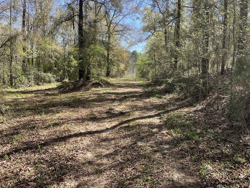 87 Acres George Boles Rd : Andalusia : Covington County : Alabama