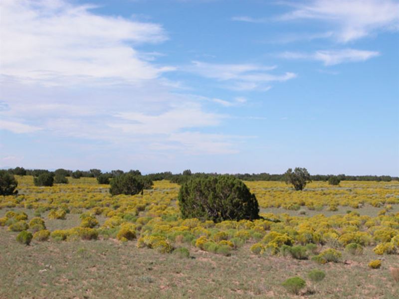 4.64 Acres in Apache County, AZ : Sanders : Apache County : Arizona