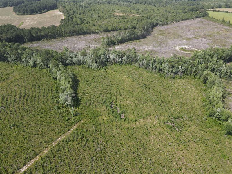 152 Acres County Rd 4 : Wing : Covington County : Alabama