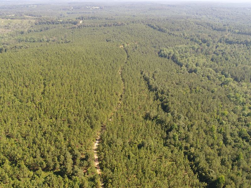 153 Acres Crenshaw Co : Petrey : Crenshaw County : Alabama