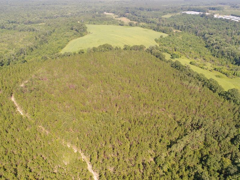 161 Acres Crenshaw Co : Petrey : Crenshaw County : Alabama