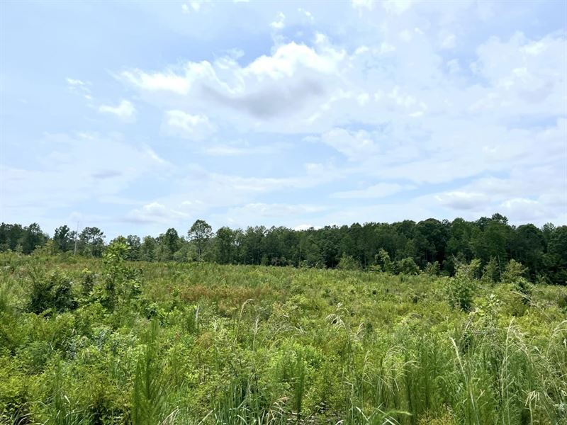 114 Acres in Chilton County, AL : Maplesville : Chilton County : Alabama