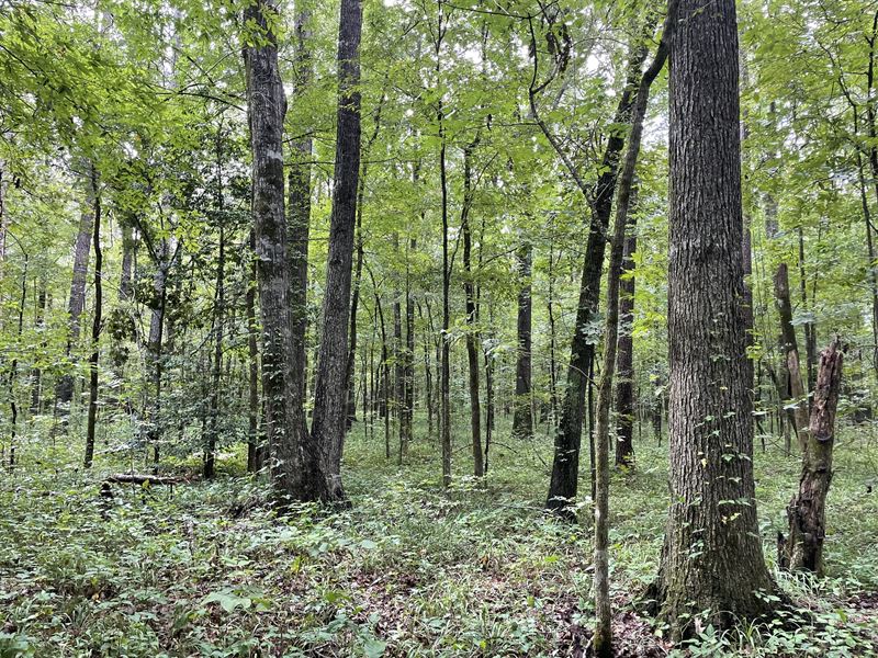 83 Acres, Cabin : Lawrence : Newton County : Mississippi