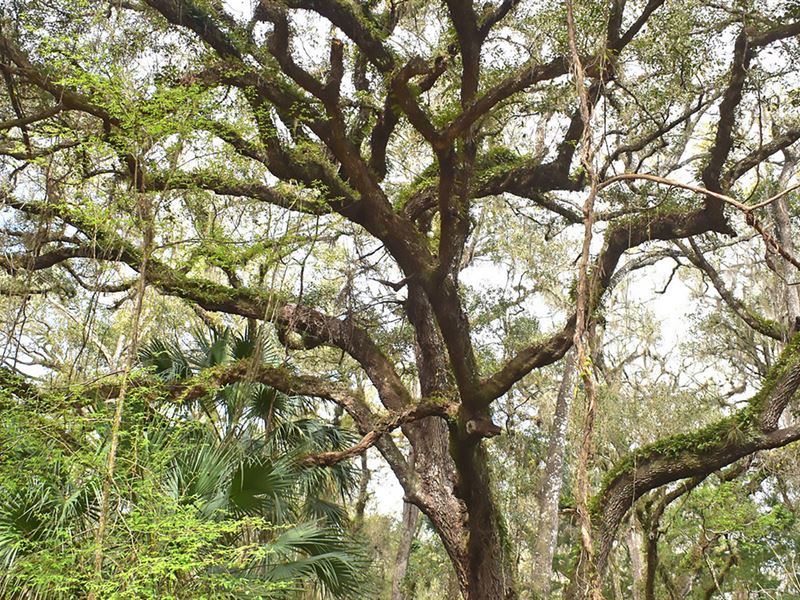 Browning Ranch South : Webster : Sumter County : Florida