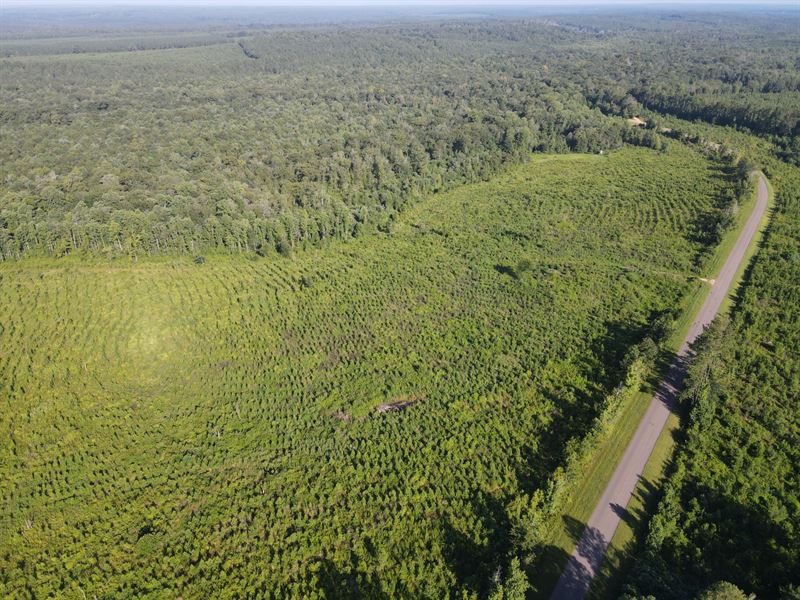 84 Acres CR 4 Conecuh Co, AL : Evergreen : Conecuh County : Alabama