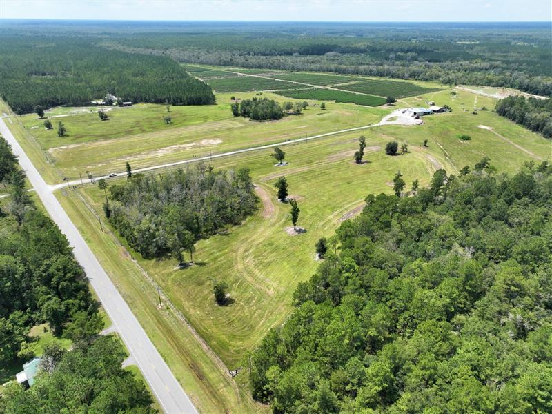 Blueberry Farm for Sale in Woodbine : Woodbine : Camden County : Georgia