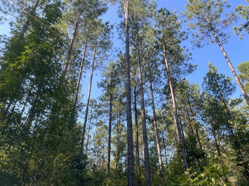 80 Acres Lester Branch in Chilton : Plantersville : Chilton County : Alabama