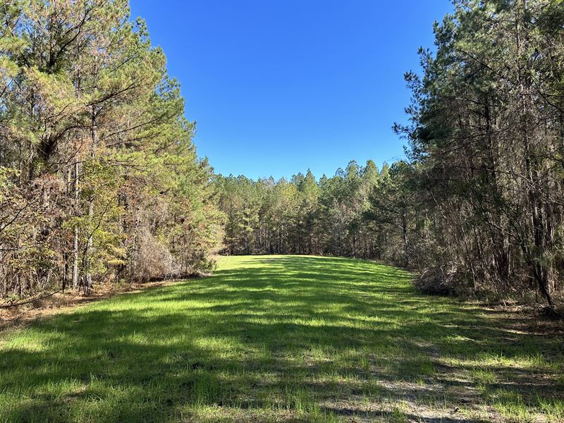 Watsonville Tract : Pine Apple : Wilcox County : Alabama