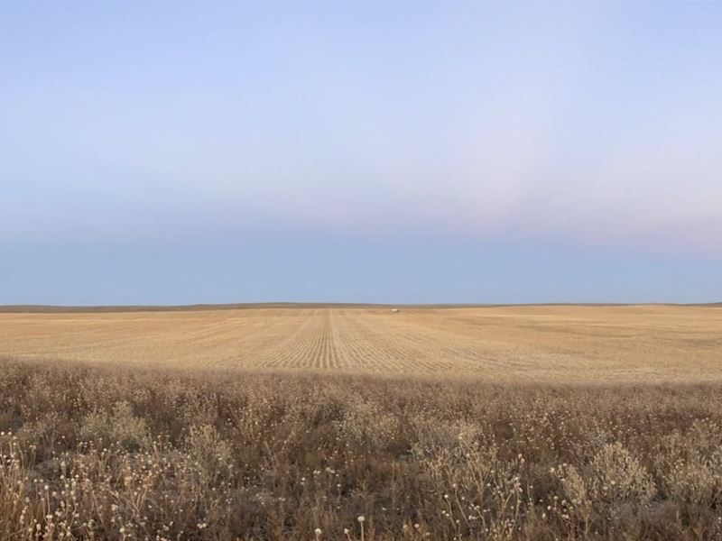 Washington County Irrigated Farm : Cope : Washington County : Colorado