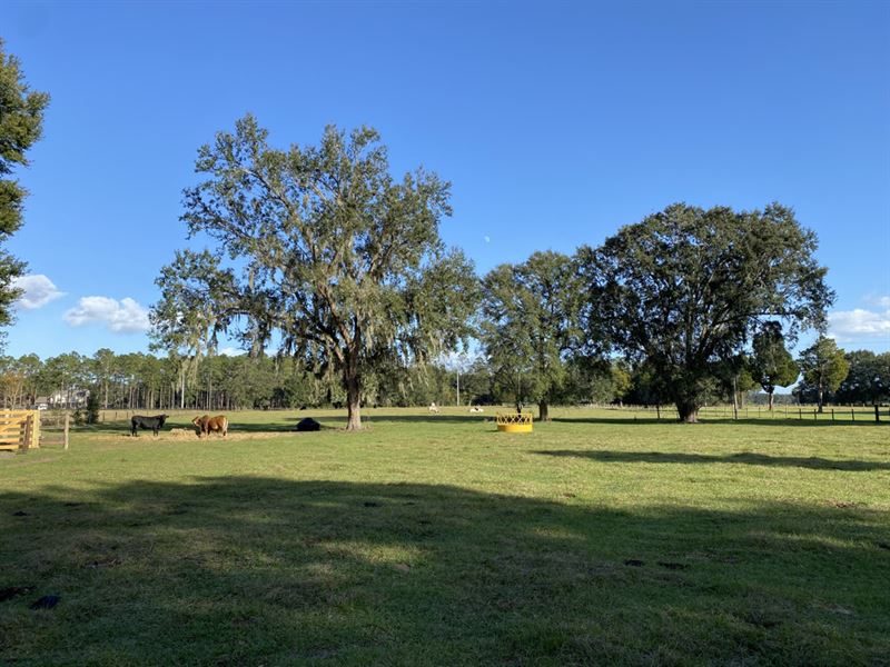 40 Acre Ranch, Oxford, FL : Oxford : Sumter County : Florida