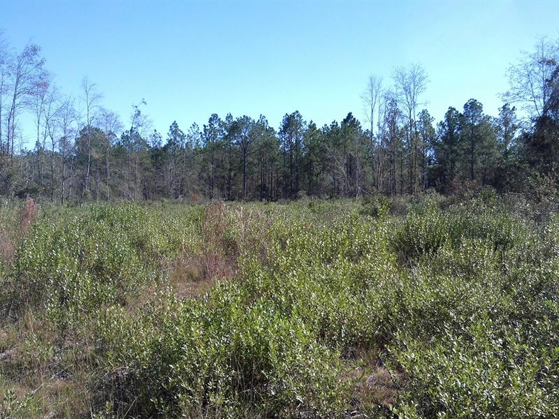 203 Acres in Valdosta : Valdosta : Lowndes County : Georgia