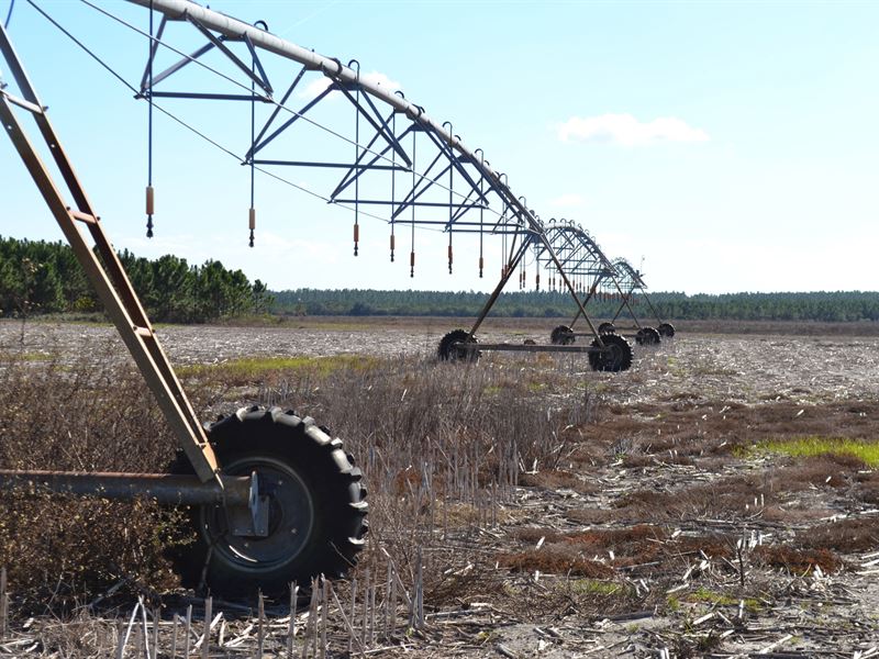 Dixie County Farmland : Old Town : Dixie County : Florida