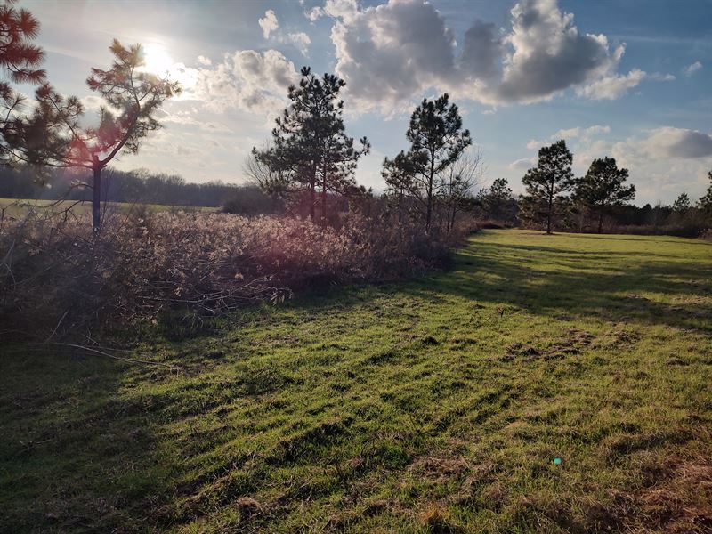 Northern Mims Creek Tract : Brundidge : Pike County : Alabama