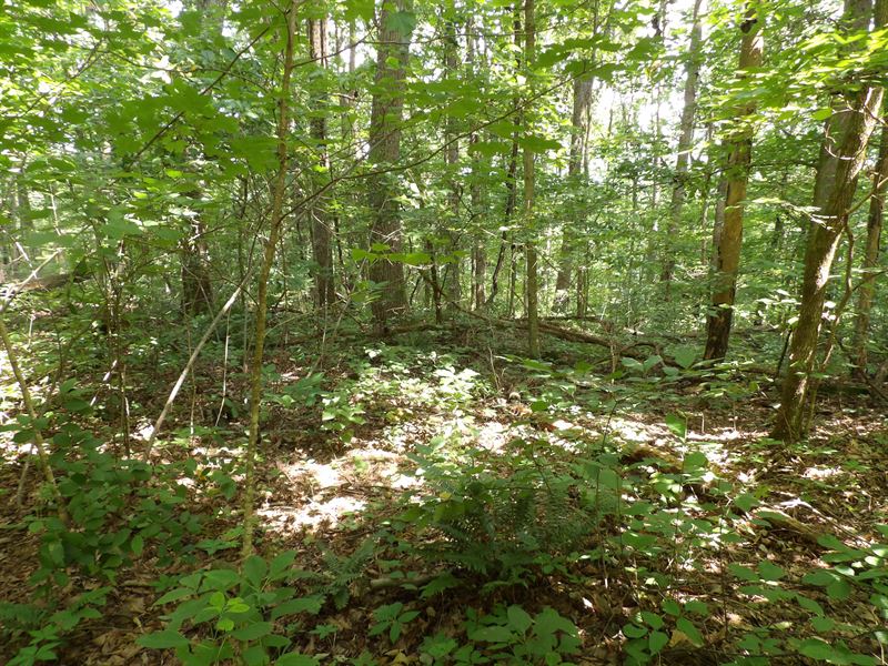 Rock Formations, Hardwoods, Private : Pikeville : Bledsoe County : Tennessee