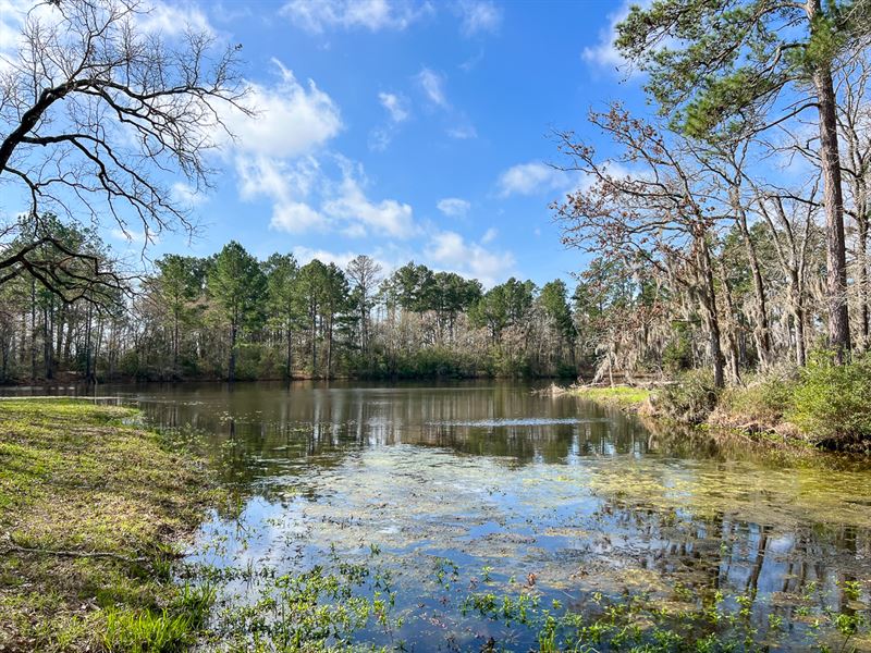 122 Acres FM 980 : Huntsville : Walker County : Texas