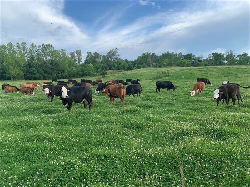 Southern Missouri Cattle Ranch : West Plains : Howell County : Missouri