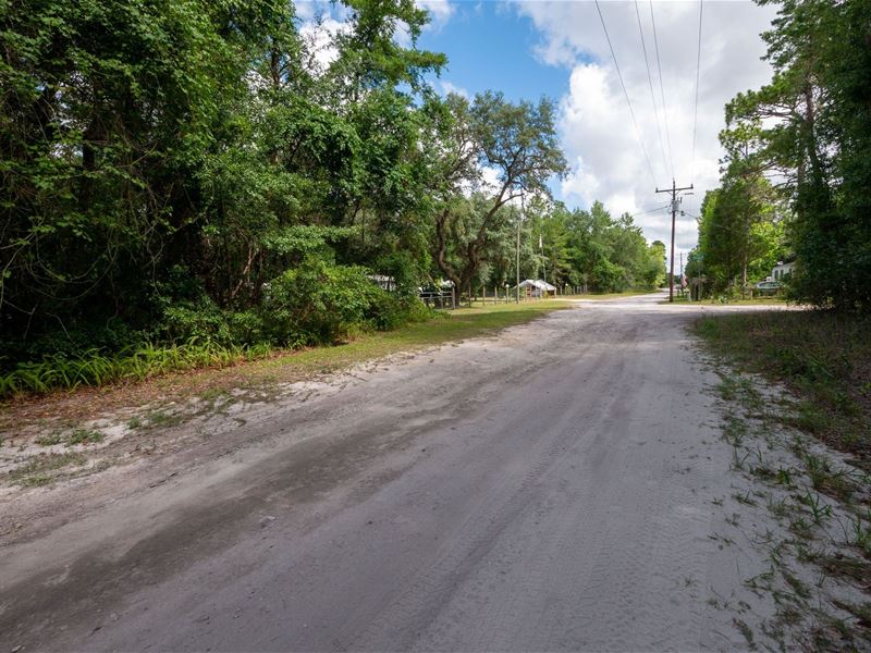 Calling All Tree Lovers : Fort Mc Coy : Marion County : Florida