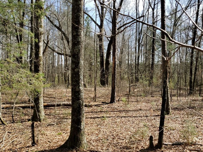 22 Acre Near Talladega Speedway : Lincoln : Talladega County : Alabama