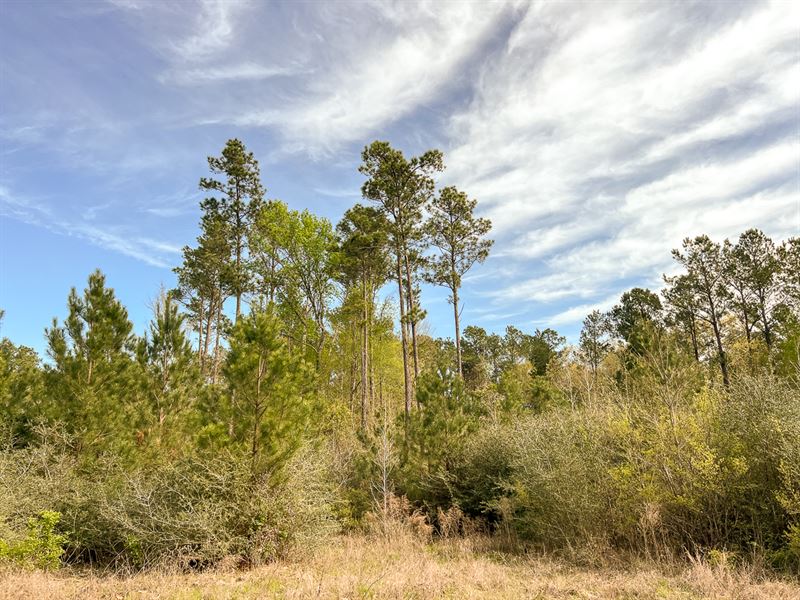 13 Acres, 9E Trinity Forest IX : Trinity : Trinity County : Texas