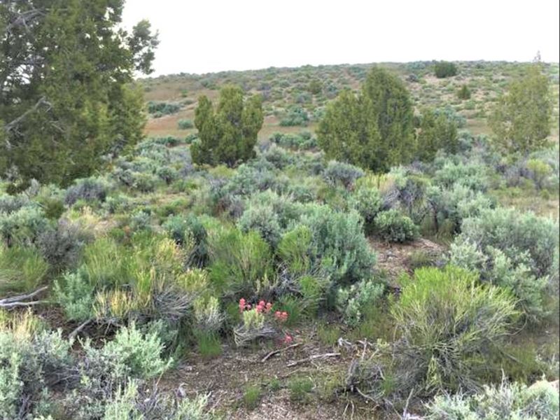 Surrounded By Mountains Near River : Elko : Elko County : Nevada