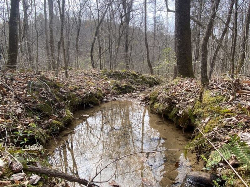 Off Grid Land with Creek : Whitley City : Whitley County : Kentucky