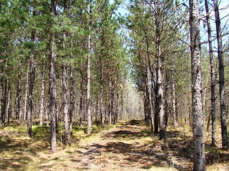 6 Acres Near Castle Rock Lake : New Lisbon : Juneau County : Wisconsin