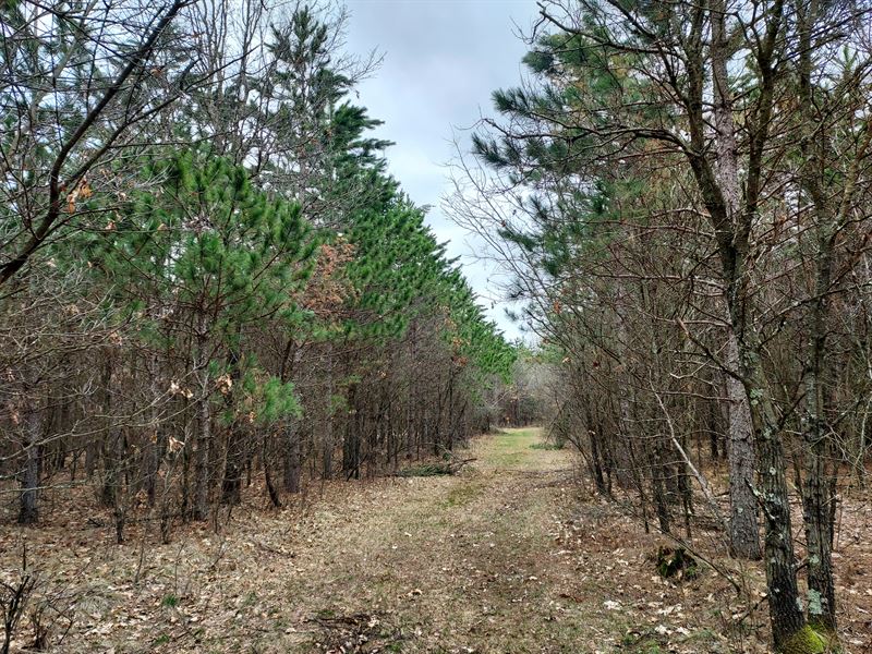 5 Acres Near Castle Rock Lake : New Lisbon : Juneau County : Wisconsin