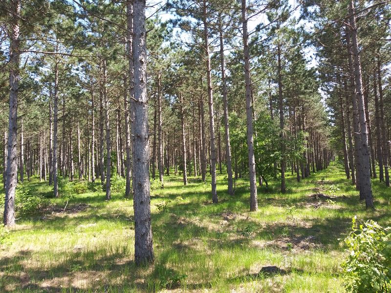 9.5 Acres Near Mauston & Necedah : New Lisbon : Juneau County : Wisconsin