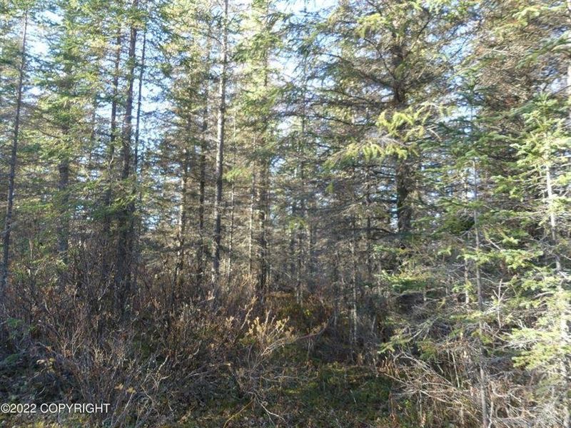 40 Acres with a Pond : Kenai : Kenai Peninsula Borough : Alaska