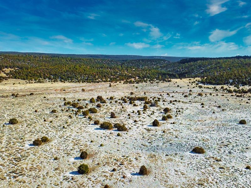 20 Acres Ranch Near National Forest : Ramah : Cibola County : New Mexico