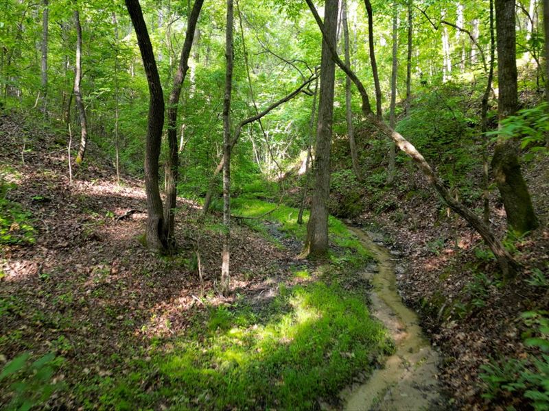 Tranquil, Wooded Property, Stream : Newnan : Coweta County : Georgia