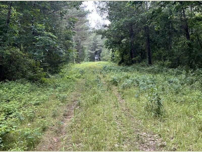 60 Acres in Kemper County in Scooba : Scooba : Kemper County : Mississippi