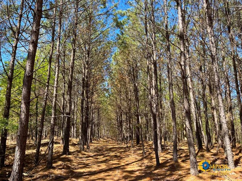 Horse Pond Tract 10 : Hohenwald : Perry County : Tennessee