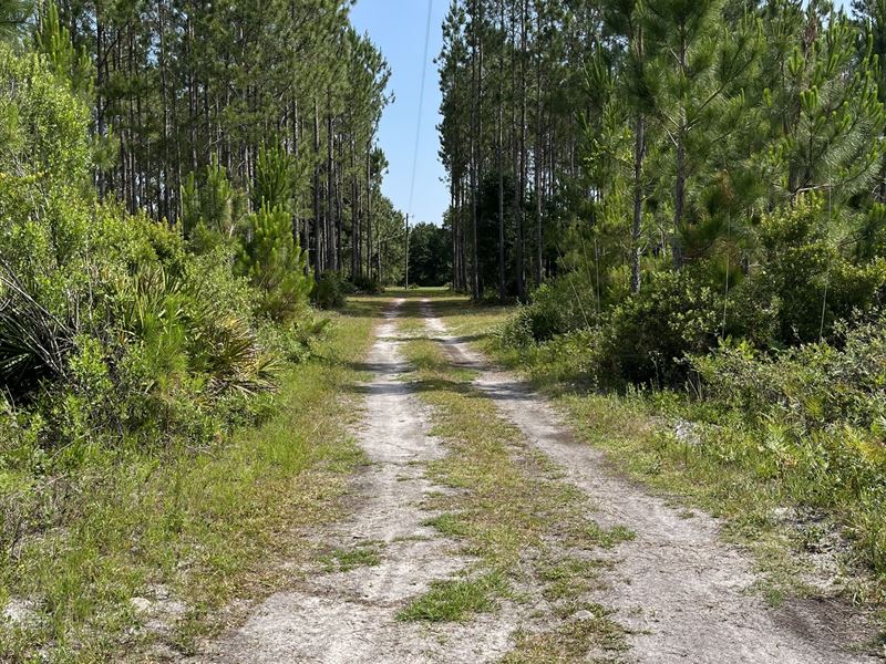 Taylor County Timber, Hunting, Home : Perry : Taylor County : Florida