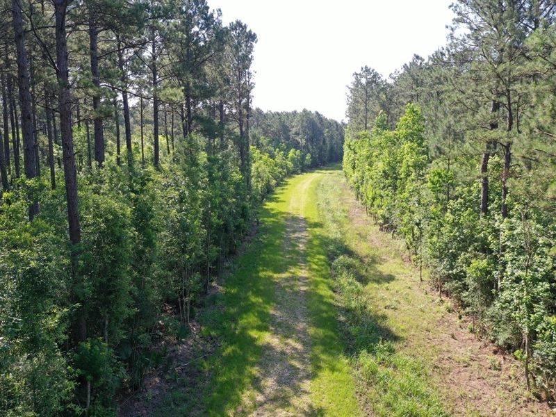 Black Cat Timberland : Sour Lake : Hardin County : Texas