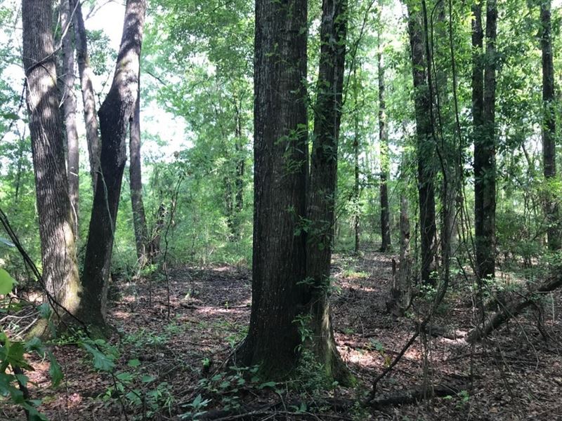 50 Acres Wooded Land for Sale Forre, Land for Sale in Mississippi