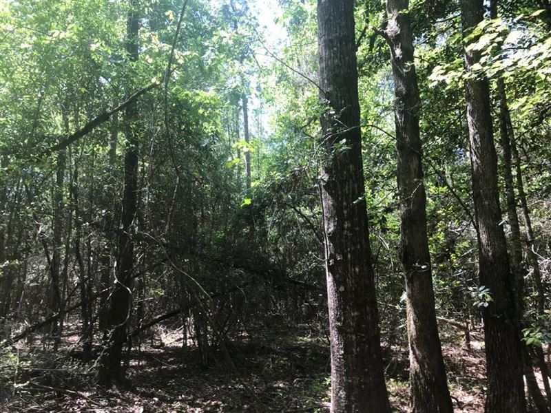 59 Acres Wooded Land for Sale Dixie, Land for Sale in Mississippi