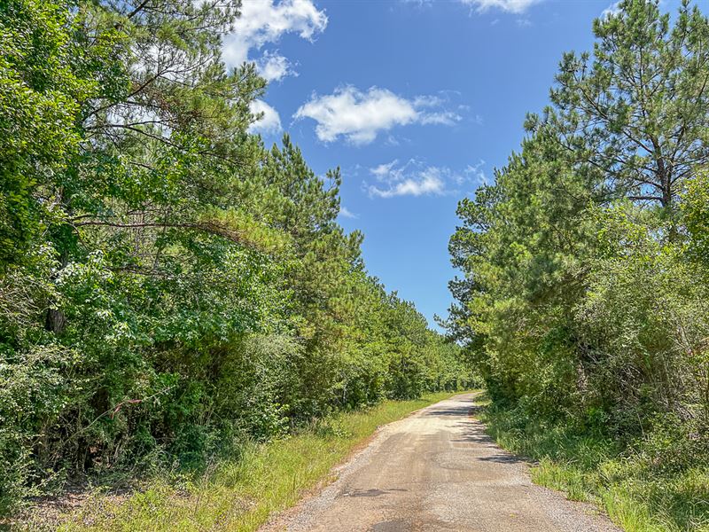 60 Acres, CR 364 T-2 : Zavalla : Angelina County : Texas